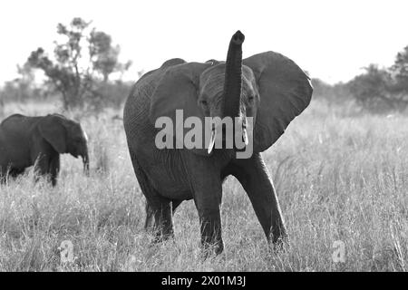 Elefante adulto che protegge i loro giovani Foto Stock