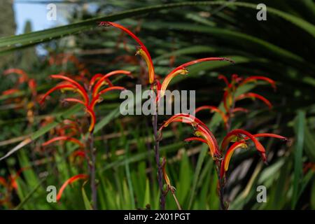 Primo piano di un bicolore Chasmanthe (famiglia delle Iridaceae) in fiore in primavera Foto Stock