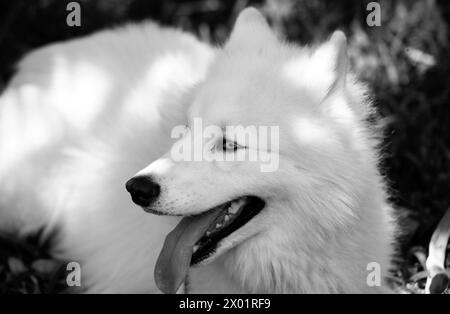 Bella Samoyed Laika. Carino sorriso bianco cane o bjelkier, divertente animale domestico all'aperto. Foto Stock