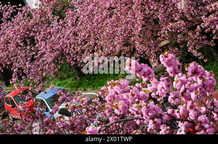 Berlino, Germania. 09 aprile 2024. I ciliegie ornamentali giapponesi fioriscono a Onkel-Straße-Bräsig nel distretto di Neukölln in Britz. Questo è Prunus serrulata 'Kanzan', che significa chiodi di garofano. Crediti: Jens Kalaene/dpa/Alamy Live News Foto Stock
