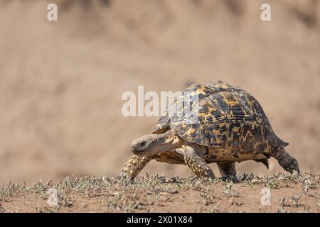 Tartaruga leopardata (Stigmochelys pardalis), riserva di caccia Mashatu, Botswana Foto Stock