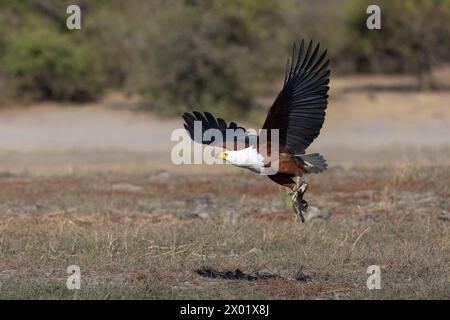 Aquila di pesce africana (Haliaeetus vocifer) con pesce, parco nazionale di Chobe, Botswana Foto Stock