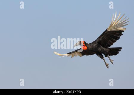 Carnacchio di terra (Bucorvus leadbeateri) in volo, parco nazionale del Chobe, Botswana Foto Stock