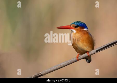 Malachite kingfisher (Corythornis cristatus), parco nazionale del Chobe, Botswana Foto Stock