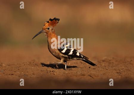 Hoopoe africano (Upupa africana), riserva di caccia Zimanga, KwaZulu-Natal, Sudafrica Foto Stock