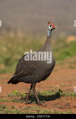 Guineafowl (Numida meleagris), riserva di caccia Zimanga, Sudafrica Foto Stock