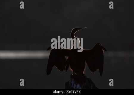 African darter (Anhinga rufa), parco nazionale del Chobe, Botswana Foto Stock