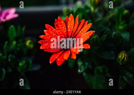 Primo piano di un cespuglio di margherita osteospermum Foto Stock