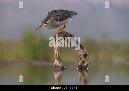 Aironi striati (Butorides striata, riserva di caccia Zimanga, KwaZulu-Natal, Sudafrica Foto Stock