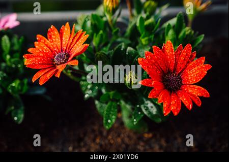 Primo piano di un cespuglio di margherita osteospermum Foto Stock