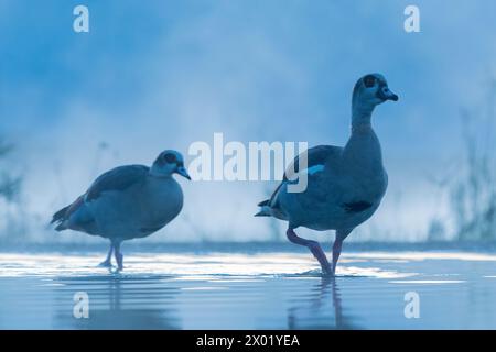 Oche egiziane (Alopochen aegyptiaca), riserva di caccia Zimanga, Sudafrica Foto Stock