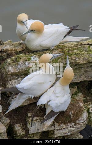 Due coppie di Gannets settentrionali, Morus bassanus che riposa sul lato delle Bempton Cliffs, in primavera Foto Stock
