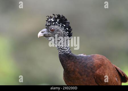 Uccelli della Costa Rica: Grande Curassow (Crax rubra) - femmina Foto Stock