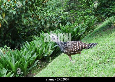 Uccelli della Costa Rica: Grande Curassow (Crax rubra) - femmina Foto Stock