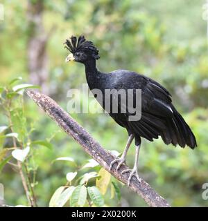 Uccelli della Costa Rica: Grande Curassow (Crax rubra) - maschio Foto Stock