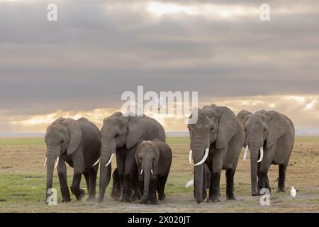Elefanti (Loxodonta africana), parco nazionale di Amboseli, Kenya Foto Stock