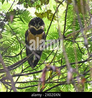 Uccelli della Costa Rica: Gufo spettrale (Pulsatrix perspicillata) Foto Stock