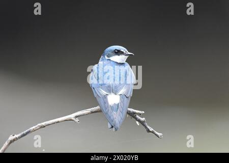 Uccelli della Costa Rica: Rondine di mangrovie (Tachycineta albilinea) Foto Stock