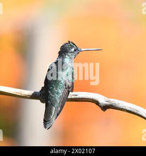 Uccelli della Costa Rica: Brillante corona verde (Heliodoxa jacula) Foto Stock