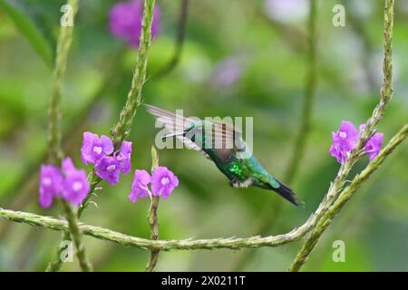 Uccelli della Costa Rica: Smeraldo da giardino (Chlorostilbon assimilis) Foto Stock