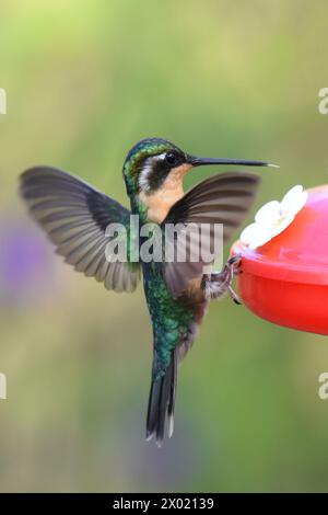 Uccelli della Costa Rica: Gemma di montagna dalla gola viola (Lampornis calolaemus) Foto Stock