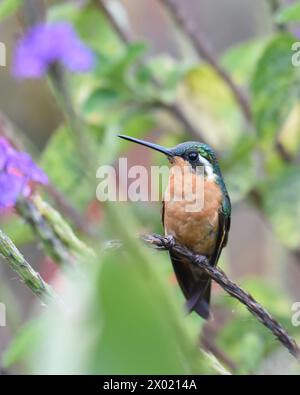 Uccelli della Costa Rica: Gemma di montagna dalla gola viola (Lampornis calolaemus) Foto Stock