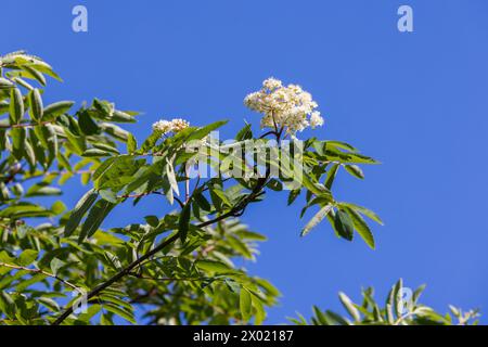 Il cespuglio di Rowan in fiore, fiori bianchi e foglie verdi sono sotto il cielo azzurro limpido in una giornata di primavera assolata Foto Stock