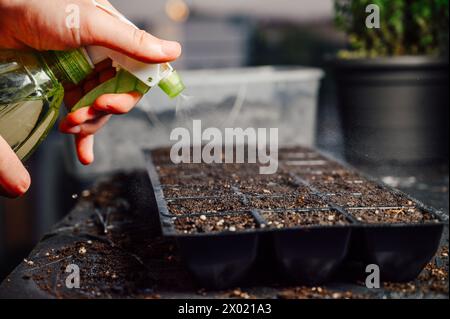 Inumidire i semi appena piantati Foto Stock