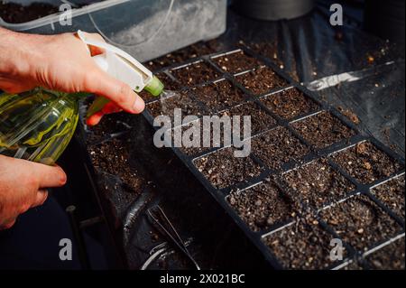 Inumidire i semi appena piantati Foto Stock