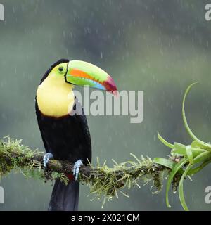 Uccelli della Costa Rica: Toucan con becco di chiglia (Ramphastos sulfuratus) Foto Stock