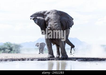 Elefante (Loxodonta africana) toro, Shompole, Kenya Foto Stock
