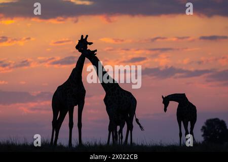 Giraffe (Giraffa camelopardalis) al tramonto, parco nazionale del Chobe, Botswana Foto Stock