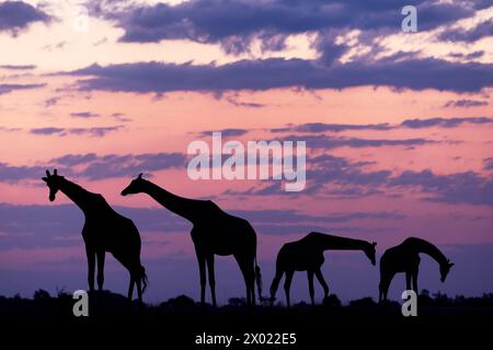 Giraffe (Giraffa camelopardalis) al tramonto, parco nazionale del Chobe, Botswana Foto Stock