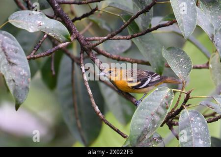 Uccelli della Costa Rica: Femmina di oriole di Baltimora (Icterus galbula) Foto Stock