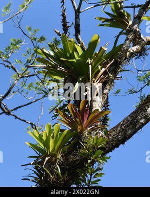 Le bromeliadi sono una famiglia di piante tropicali che crescono su rami e alberi Foto Stock