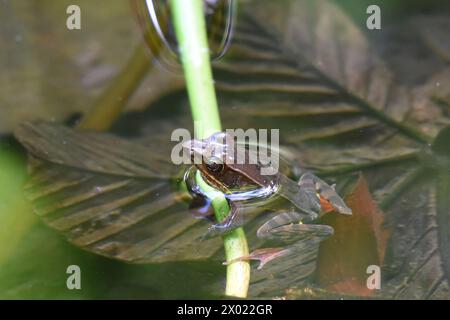 Rana della giungla affumicata in uno stagno (Leptodactylus pentadactylus) Foto Stock