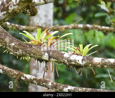 Le bromeliadi sono una famiglia di piante tropicali che crescono su rami e alberi Foto Stock