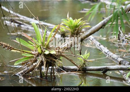 Le bromeliadi sono una famiglia di piante tropicali che crescono su rami e alberi Foto Stock