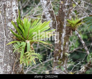 Le bromeliadi sono una famiglia di piante tropicali che crescono su rami e alberi Foto Stock