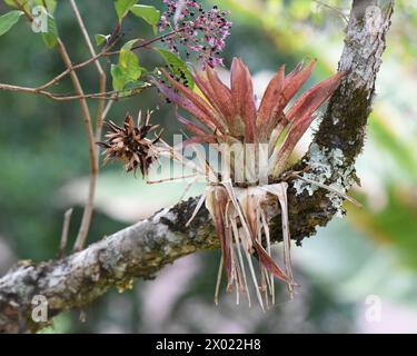 Le bromeliadi sono una famiglia di piante tropicali che crescono su rami e alberi Foto Stock