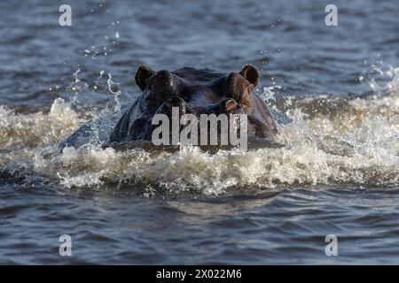 Hippopotamus amphibius, parco nazionale del Chobe, Botswana Foto Stock