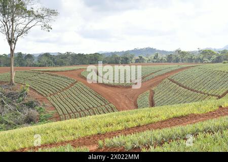 Piantagione di ananas nel nord della Costa Rica Foto Stock