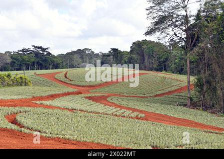 Piantagione di ananas nel nord della Costa Rica Foto Stock