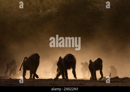 Babbuini d'oliva (Papio anubis), Shompole, Kenya Foto Stock