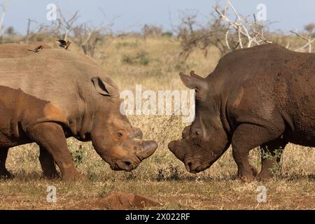 Tori di rinoceronte bianco (Ceratotherium simum) in confronto, riserva di caccia privata Zimanga, KwaZulu-Natal, Sudafrica Foto Stock