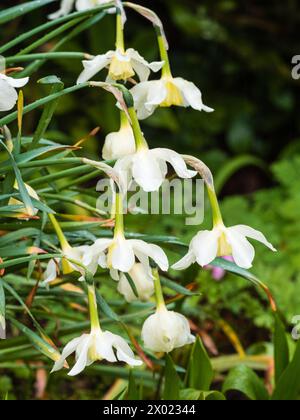 Petali bianchi e corolla giallo pallido della varietà di narcisi Narcissus "Mrs Langtry" fiorita all'inizio della primavera Foto Stock