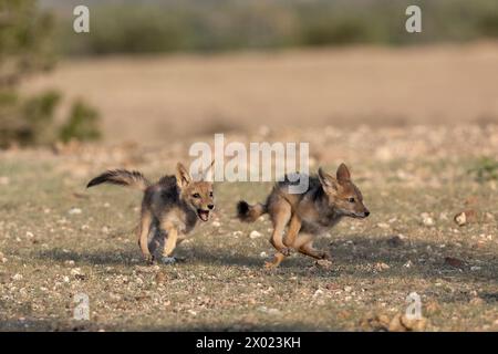 Cuccioli di sciacallo nero (Lupulella mesomelas), riserva di caccia Mashatu, Botswana Foto Stock