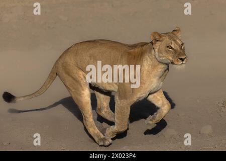 Lioness (Panthera leo) Running, parco nazionale del Chobe, Botswana Foto Stock