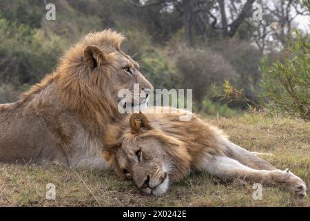 Fratelli Lion (Panthera leo), riserva di caccia privata Zimanga, KwaZulu-Natal, Sudafrica Foto Stock