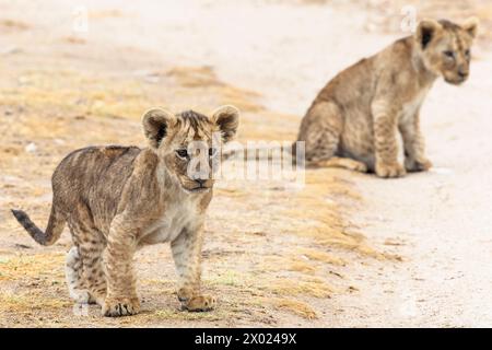 Cuccioli di leone (Panthera leo), parco nazionale di Amboseli, Kenya Foto Stock